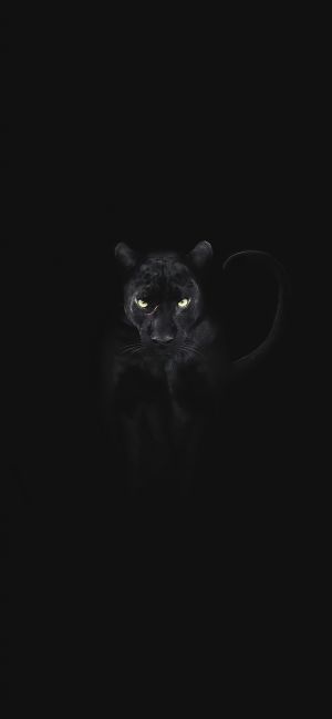 Wallpaper
