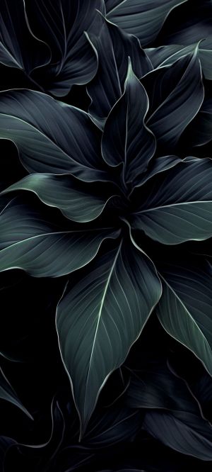 Wallpaper