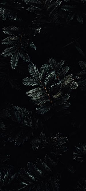Wallpaper