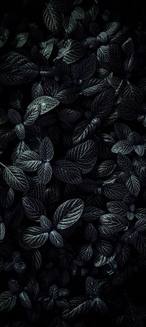 Wallpaper