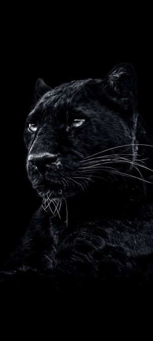 Wallpaper