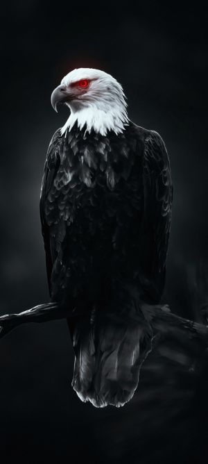 Wallpaper